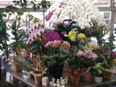 「フラワーショップ　のうみ」　（広島県広島市安佐北区）の花屋店舗写真1