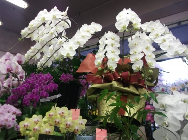 「フラワーショップ　のうみ」　（広島県広島市安佐北区）の花屋店舗写真2